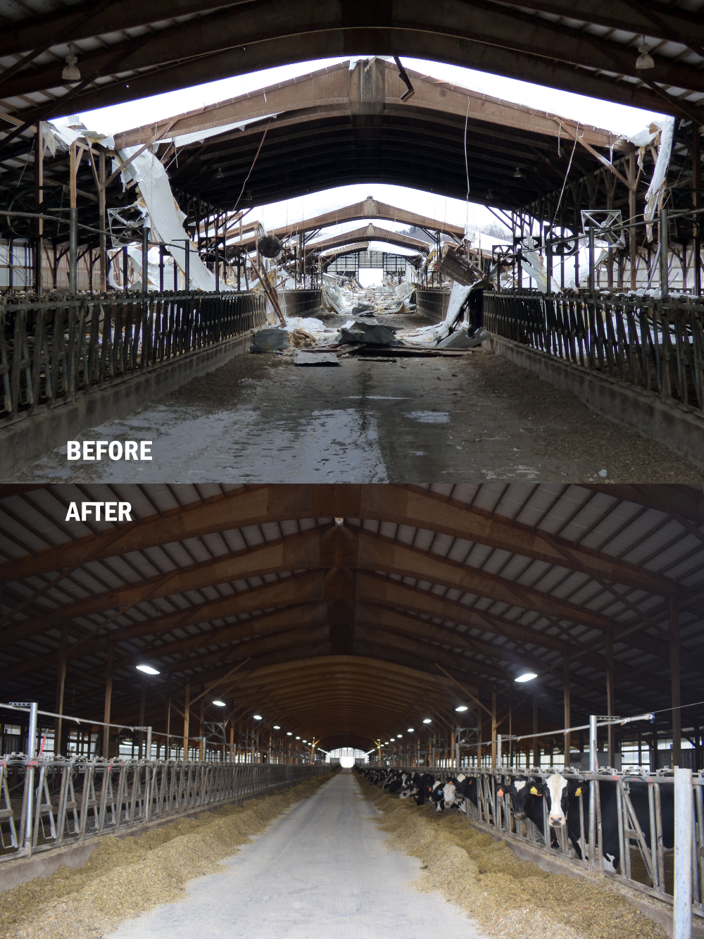 Two photos taken from inside are side by side, with the top image reading "BEFORE" in white letters and the lower image reading "AFTER". The top image shows a collapsed roof and severe damage to the barn. The bottom image shows a functional roof and in-use barn with cows. 