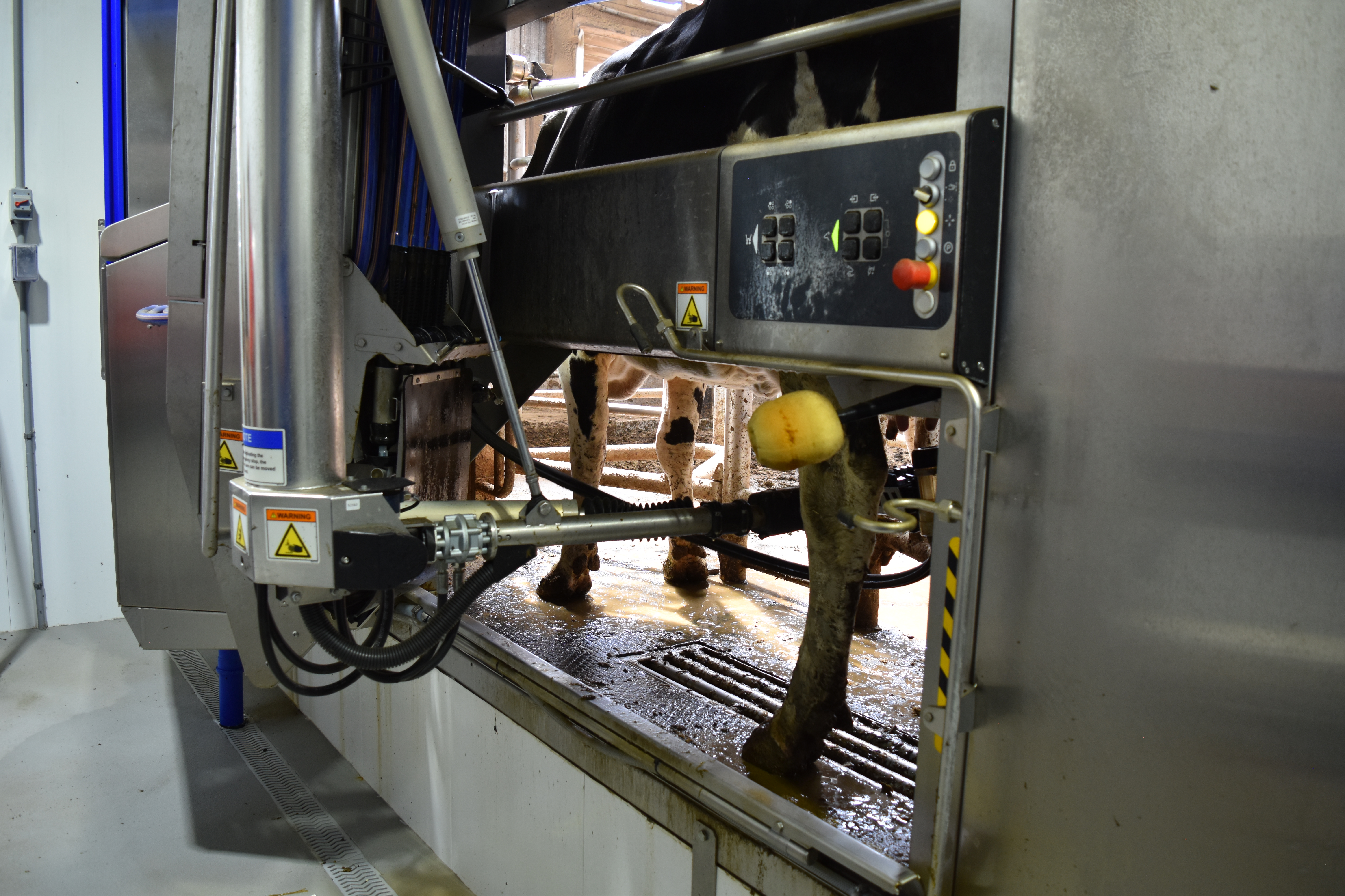 Robotic milking machine in barn